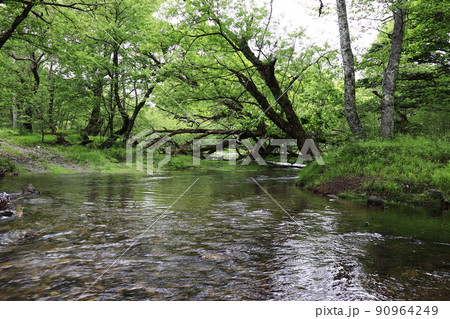 中禅寺湖千手ヶ浜（外山沢川の清流） 90964249