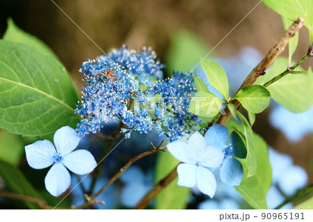 見頃を迎えたヤマアジサイ（山紫陽花） 90965191