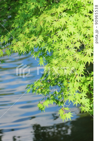 池のほとりの新緑のカエデと波立つ水面 90965538