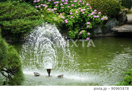 茨城県水戸市保和苑 噴水と梅雨空に映える満開の紫陽花の花の咲く風景 茨城県水戸市保和苑 噴水と梅雨空に映える満開の紫陽花の花の咲く風景 90965878