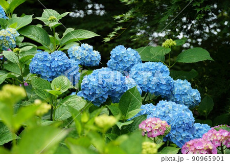 茨城県水戸市保和苑　梅雨空に映える満開の紫陽花の花の咲く風景　イメージ 90965901