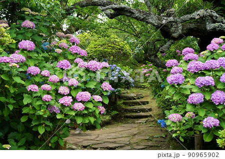茨城県水戸市保和苑 梅雨空に映える満開の紫陽花の花の咲く風景 茨城県水戸市保和苑 梅雨空に映える満開の紫陽花の花の咲く風景 90965902