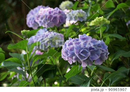 茨城県桜川市雨引観音　梅雨空に映える満開の紫陽花の花の咲く風景　イメージ 90965907