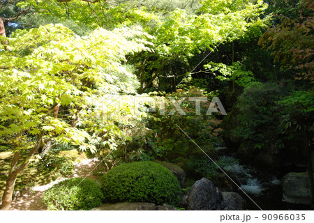 Fresh green along mountain stream / 渓流沿いに映える新緑のもみじ Fresh green along mountain stream / 渓流沿いに映える新緑のもみじ 90966035