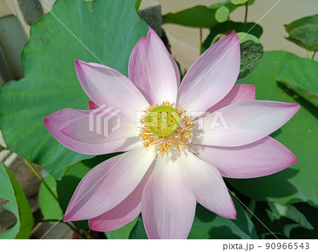 Big beautiful pink water lily or lotus flower in pond.Close up Big beautiful pink water lily or lotus flower in pond.Close up 90966543