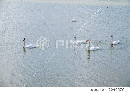 A large flock of graceful white swans swims in the lake., swans in the wild 90966764