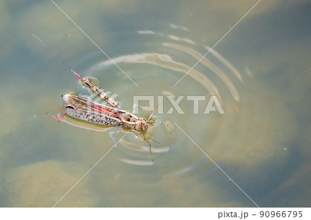 A large brown migratory locust, Locusta migratoria, fell into the water on a Sunny summer day. 90966795
