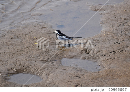 川岸を歩くハクセキレイ 90966897