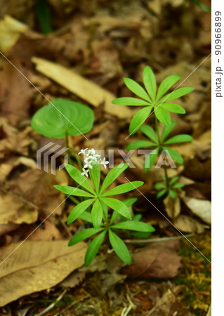 クルマバソウ 90966899