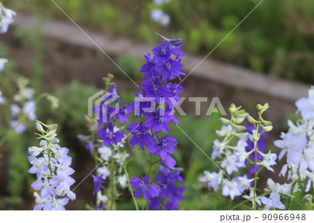 春の日本の公園に咲く紫色と薄紫色のチドリソウの花 春の日本の公園に咲く紫色と薄紫色のチドリソウの花 90966948