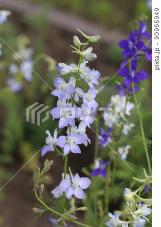 春の日本の公園に咲く紫色と薄紫色のチドリソウの花 春の日本の公園に咲く紫色と薄紫色のチドリソウの花 90966949