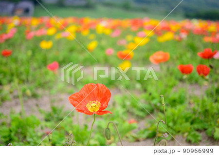 カラフルなポピーの花畑｜ガーデニング 90966999