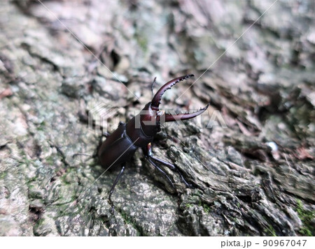 ノコギリクワガタ 90967047