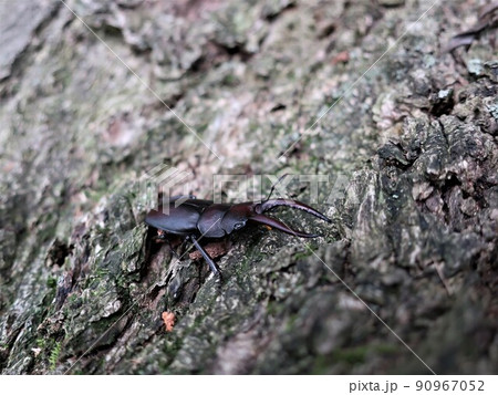 ノコギリクワガタ 90967052