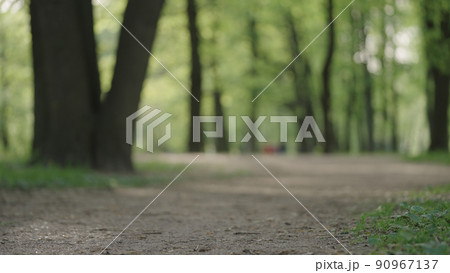 Background of park with trees in early summer Background of park with trees in early summer 90967137