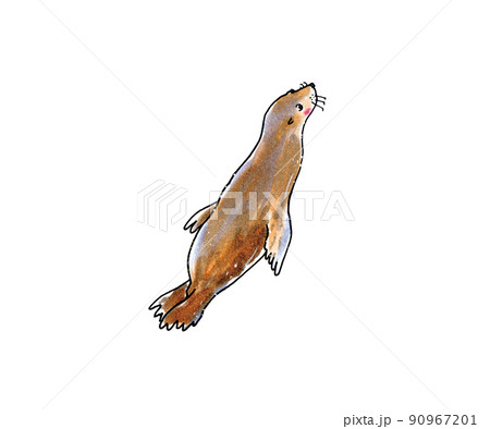 泳ぐカリフォルニアアシカ 90967201