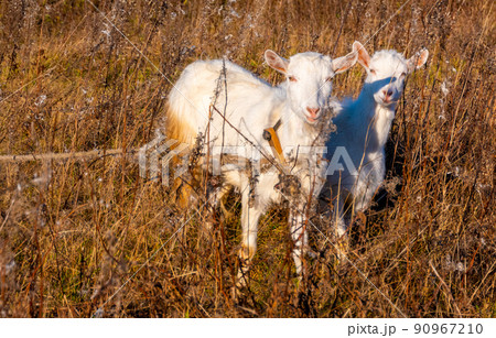 Goat eating withered grass, Livestock on a pasture. White goats. Cattle on a village farm. Cattle on a village farm. Goat eating withered grass, Livestock on a pasture. White goats. Cattle on a village farm. Cattle on a village farm. 90967210