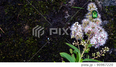 Rose chafer - Cetonia aurata - on flowers of Spirea bumalda 90967220