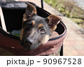 カートに乗ったシェパードの子犬 90967528