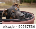 カートに乗ったシェパードの子犬 90967530