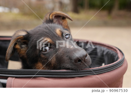 カートに乗ったシェパードの子犬 90967530