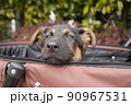 カートに乗ったシェパードの子犬 90967531