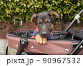 カートに乗ったシェパードの子犬 90967532