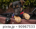 カートに乗ったシェパードの子犬 90967533