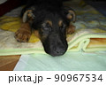 お眠なジャーマンシェパードの子犬 90967534