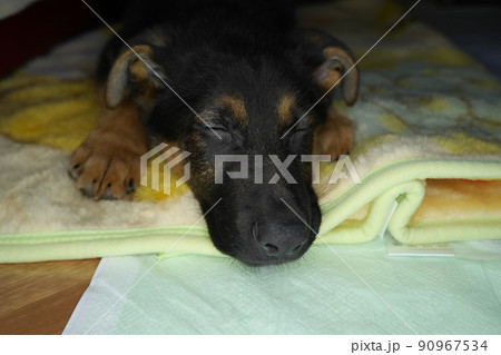 お眠なジャーマンシェパードの子犬 90967534