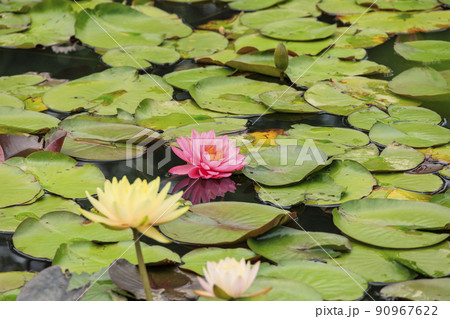 レッドヒルヒーサの森　満開の水蓮と初夏の花々 90967622