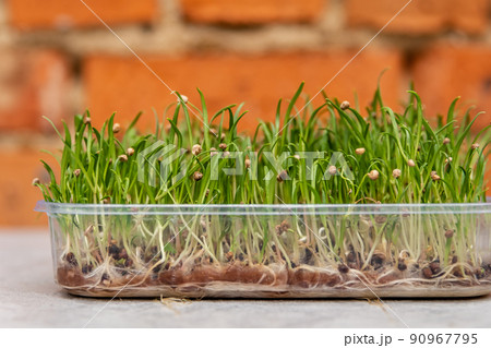 Beautiful green microgreen leaves. Microgreen eco nutrition. 90967795
