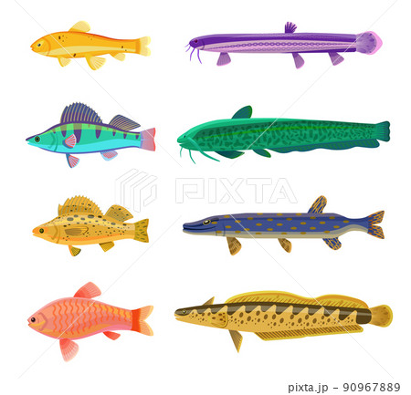 Jack Dempsey and Cichlid Set Vector Illustration 90967889