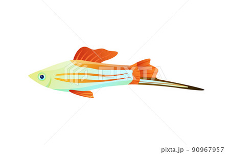 Colorful Swordtail Fish Color Vector Illustration 90967957