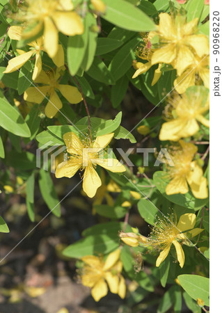 ビヨウヤナギ 90968220