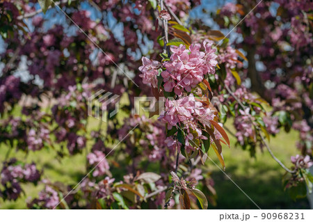 Blossoming apple trees. The apple orchard is in bloom in spring. Public park 90968231