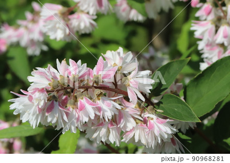 春の日本の公園に咲く白とピンクの複色のサラサウツギの花 春の日本の公園に咲く白とピンクの複色のサラサウツギの花 90968281