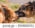 ボールの奪い合いをするシェパード 90968501