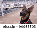 伊東マリンタウンとシェパードの子犬 90968503