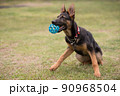ボールで遊ぶシェパードの子犬 90968504