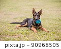 ボールで遊ぶシェパードの子犬 90968505