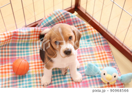 カメラ目線の子犬のビーグル犬 90968566