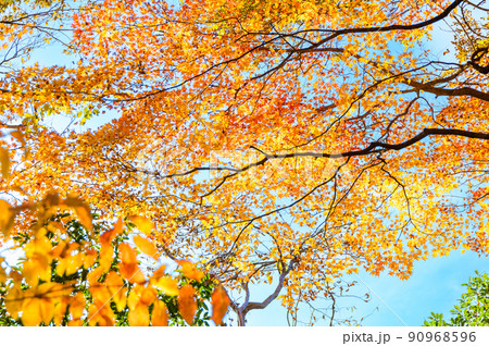 菊池渓谷「観光名所 秋の紅葉景色」菊池阿蘇スカイライン風景 菊池渓谷「観光名所 秋の紅葉景色」菊池阿蘇スカイライン風景 90968596