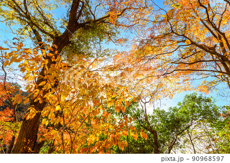 菊池渓谷「観光名所　秋の紅葉景色」菊池阿蘇スカイライン風景 90968597