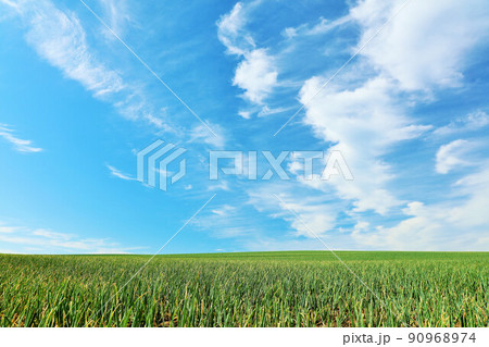 北海道 夏の青空と美瑛の玉ねぎ畑 北海道 夏の青空と美瑛の玉ねぎ畑 90968974