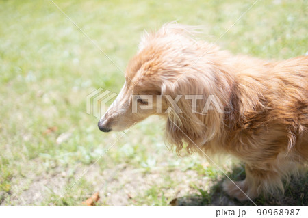 ミニチュアダックスフンドの介護老犬散歩 90968987