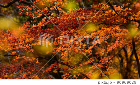 菊池渓谷「観光名所 秋の紅葉景色」菊池阿蘇スカイライン風景 菊池渓谷「観光名所 秋の紅葉景色」菊池阿蘇スカイライン風景 90969029