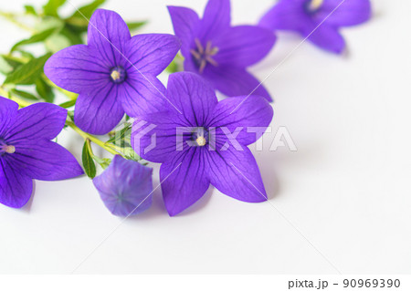 紫色のキキョウの花　白背景 90969390
