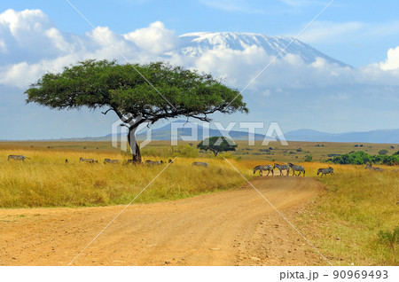 Beautiful landscape with Acacia tree in African savannah and zebra on Kilimanjaro background Beautiful landscape with Acacia tree in African savannah and zebra on Kilimanjaro background 90969493