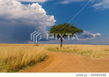 Beautiful landscape with acacia tree and road in the African savannah on a background of stormy sky Beautiful landscape with acacia tree and road in the African savannah on a background of stormy sky 90969496